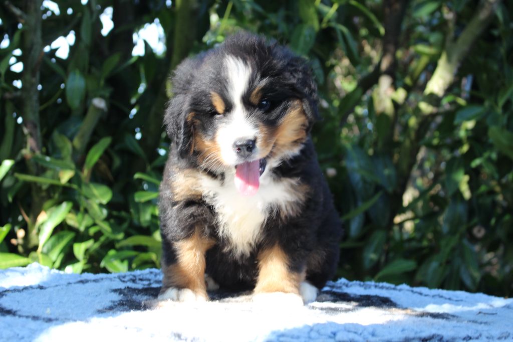 de la Vallée de l'Hyrome - Chiots disponibles - Bouvier Bernois