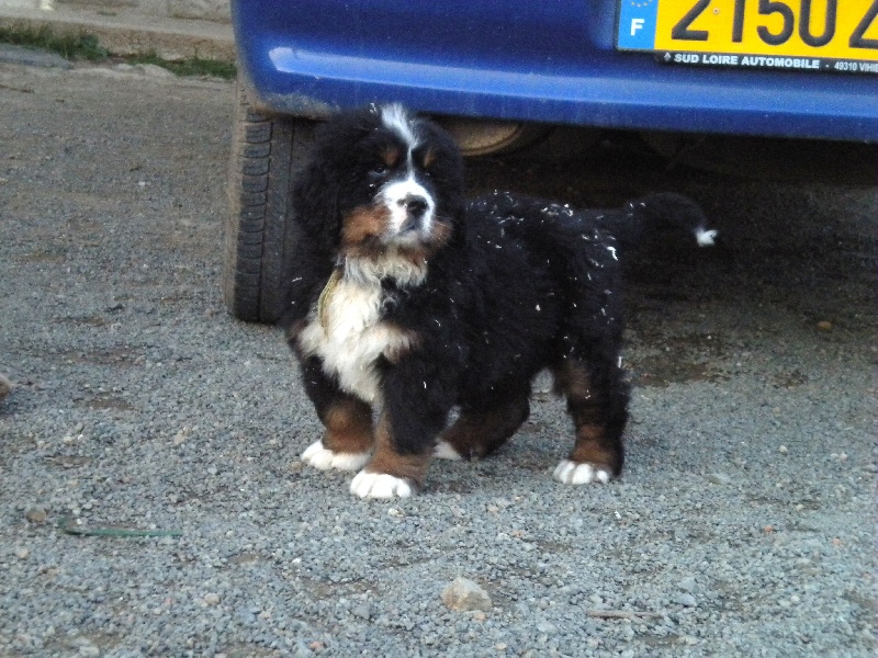 de la Vallée de l'Hyrome - Bouvier Bernois - Portée née le 21/12/2010
