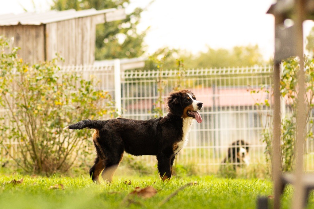 de la Vallée de l'Hyrome - Chiots disponibles - Bouvier Bernois