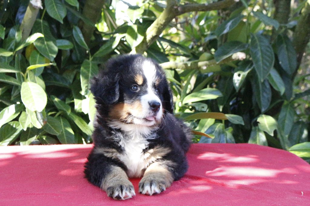 de la Vallée de l'Hyrome - Chiots disponibles - Bouvier Bernois