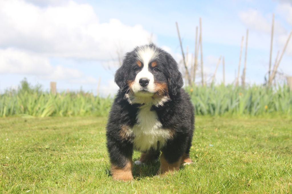 Chiot Bouvier Bernois de la Vallée de l'Hyrome