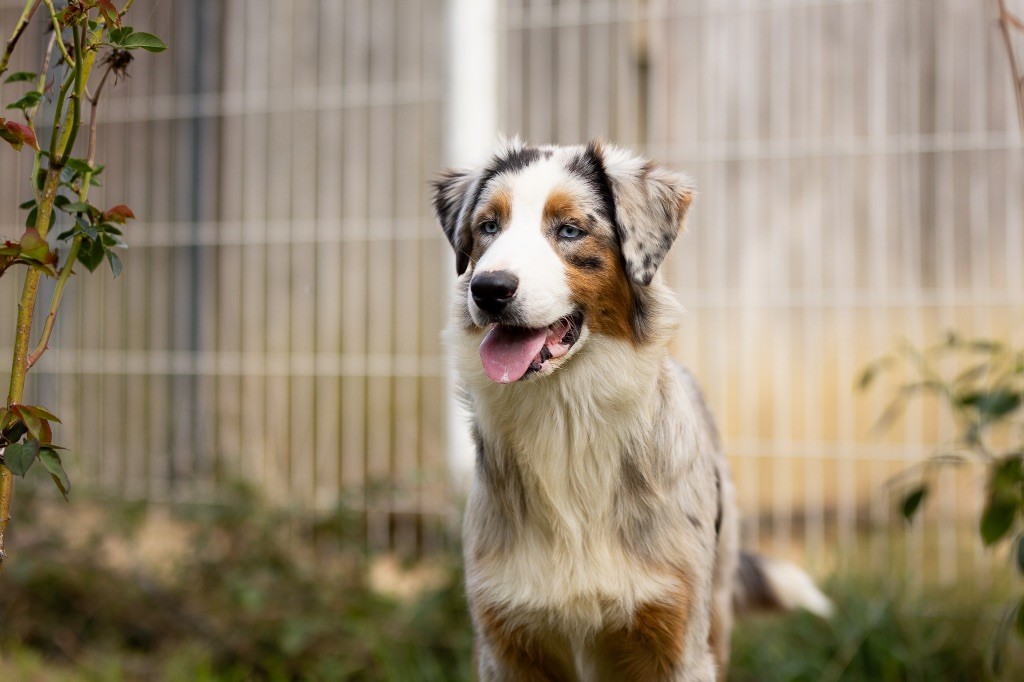 Chiot Berger Australien de la Vallée de l'Hyrome