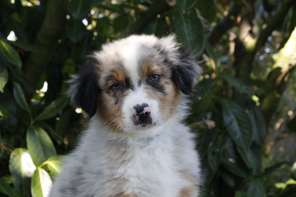 de la Vallée de l'Hyrome - Chiots disponibles - Berger Australien