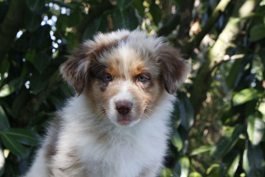 de la Vallée de l'Hyrome - Chiots disponibles - Berger Australien