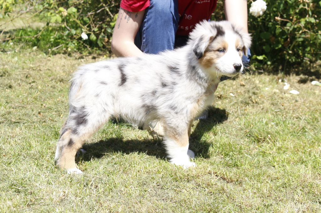 de la Vallée de l'Hyrome - Chiots disponibles - Berger Australien