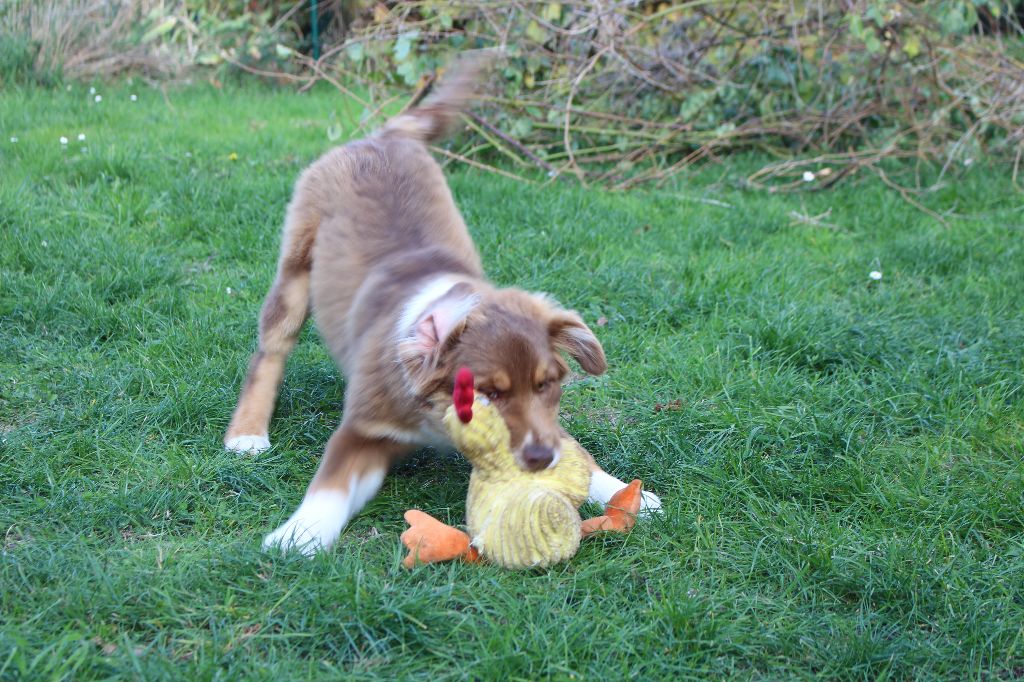 de la Vallée de l'Hyrome - Chiots disponibles - Berger Australien