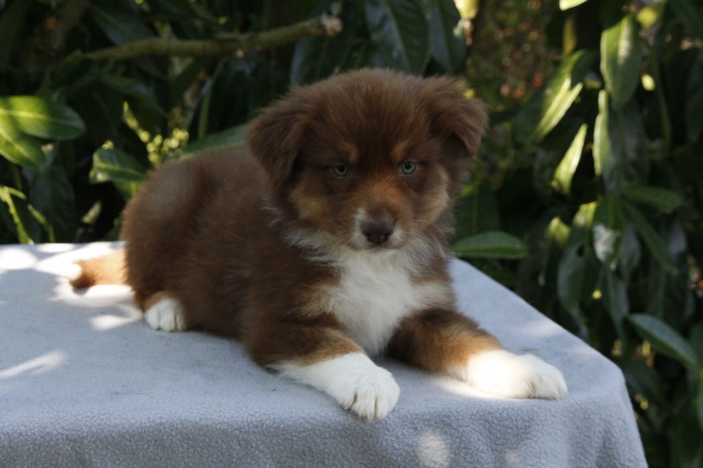 de la Vallée de l'Hyrome - Chiots disponibles - Berger Australien