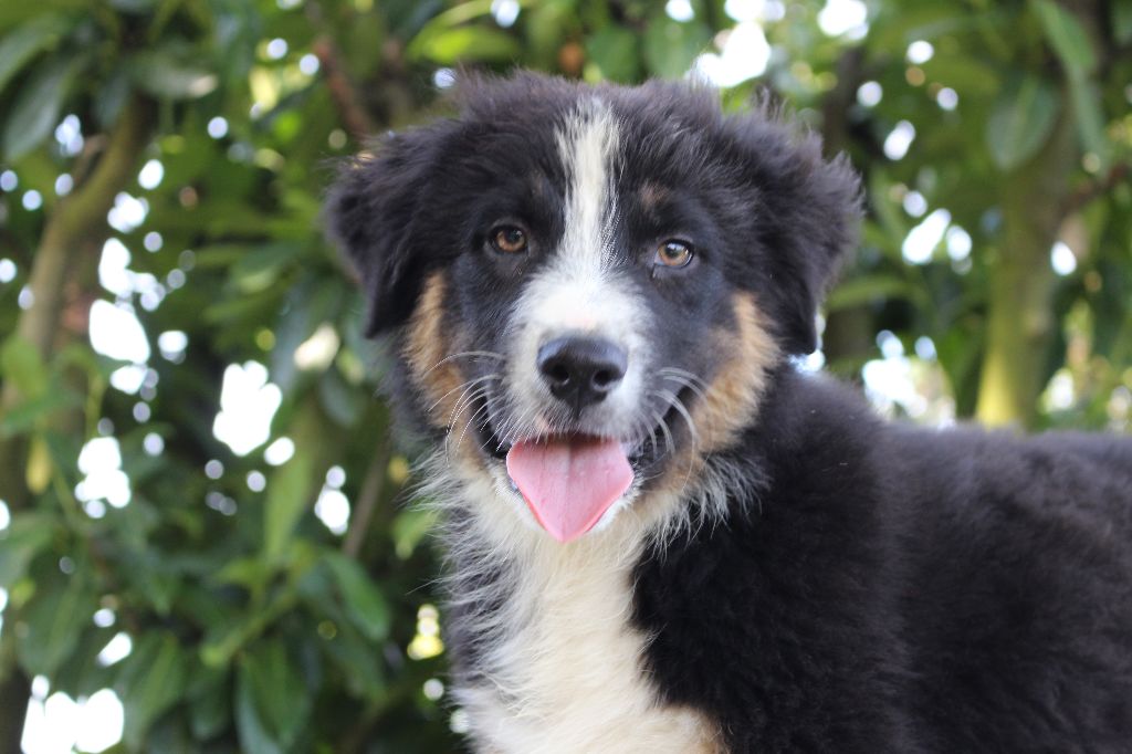 de la Vallée de l'Hyrome - Chiots disponibles - Berger Australien
