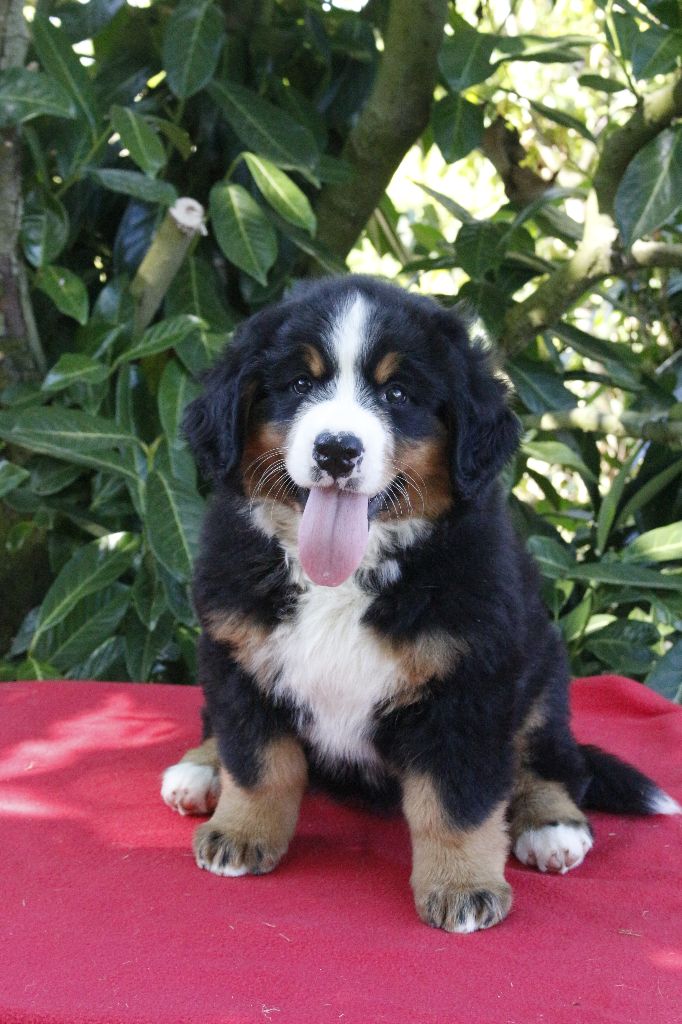 de la Vallée de l'Hyrome - Chiots disponibles - Bouvier Bernois