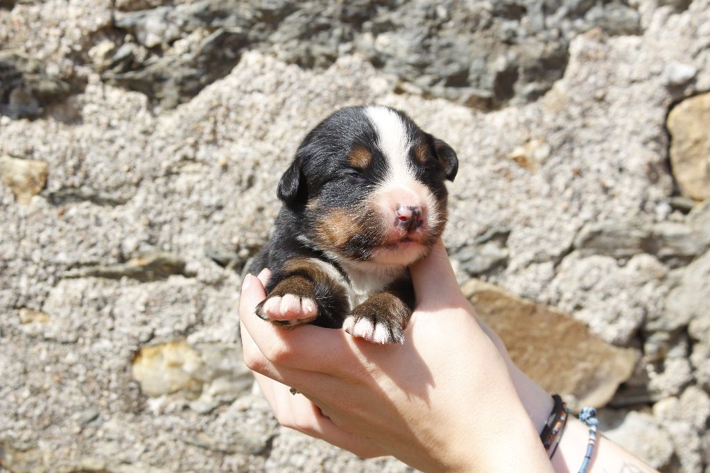 de la Vallée de l'Hyrome - Chiots disponibles - Bouvier Bernois