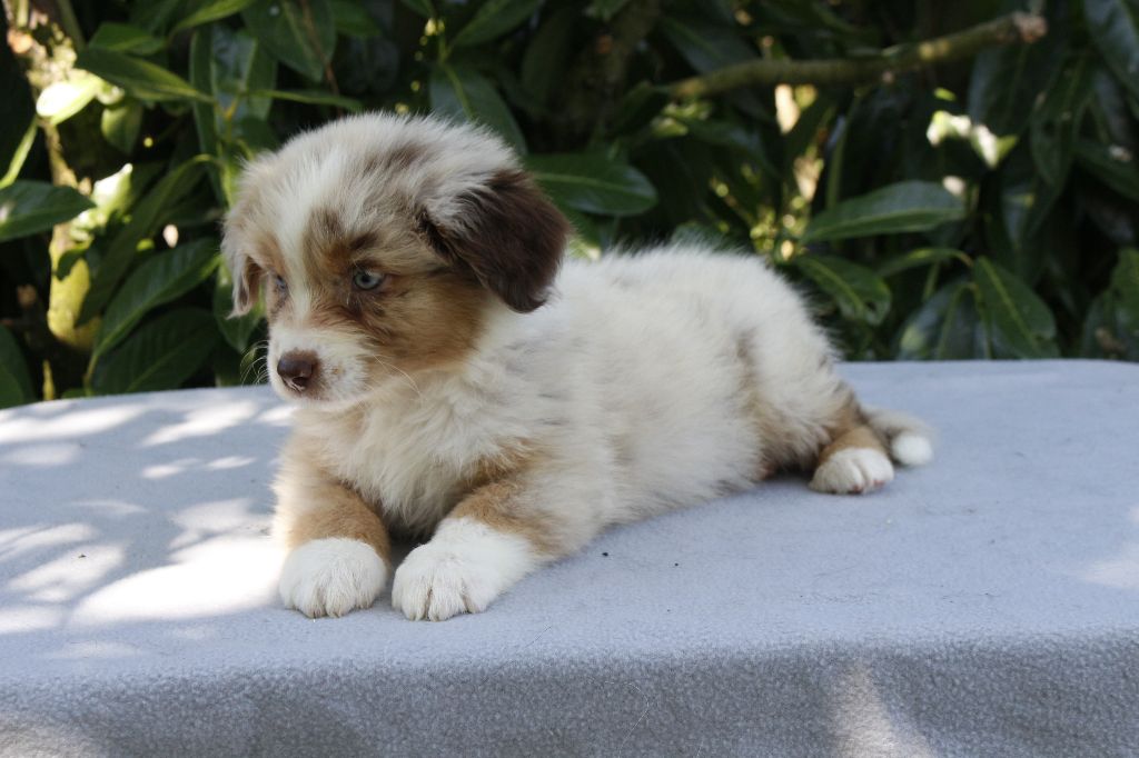 de la Vallée de l'Hyrome - Chiots disponibles - Berger Australien